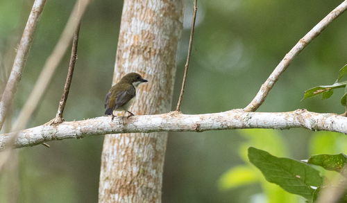 Flame-crowned Flowerpecker (Dicaeum kampalili), photo 9