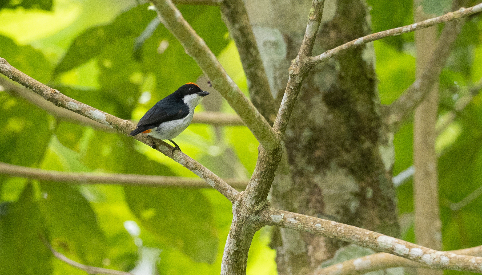 Flame-crowned Flowerpecker (Dicaeum kampalili), photo 2
