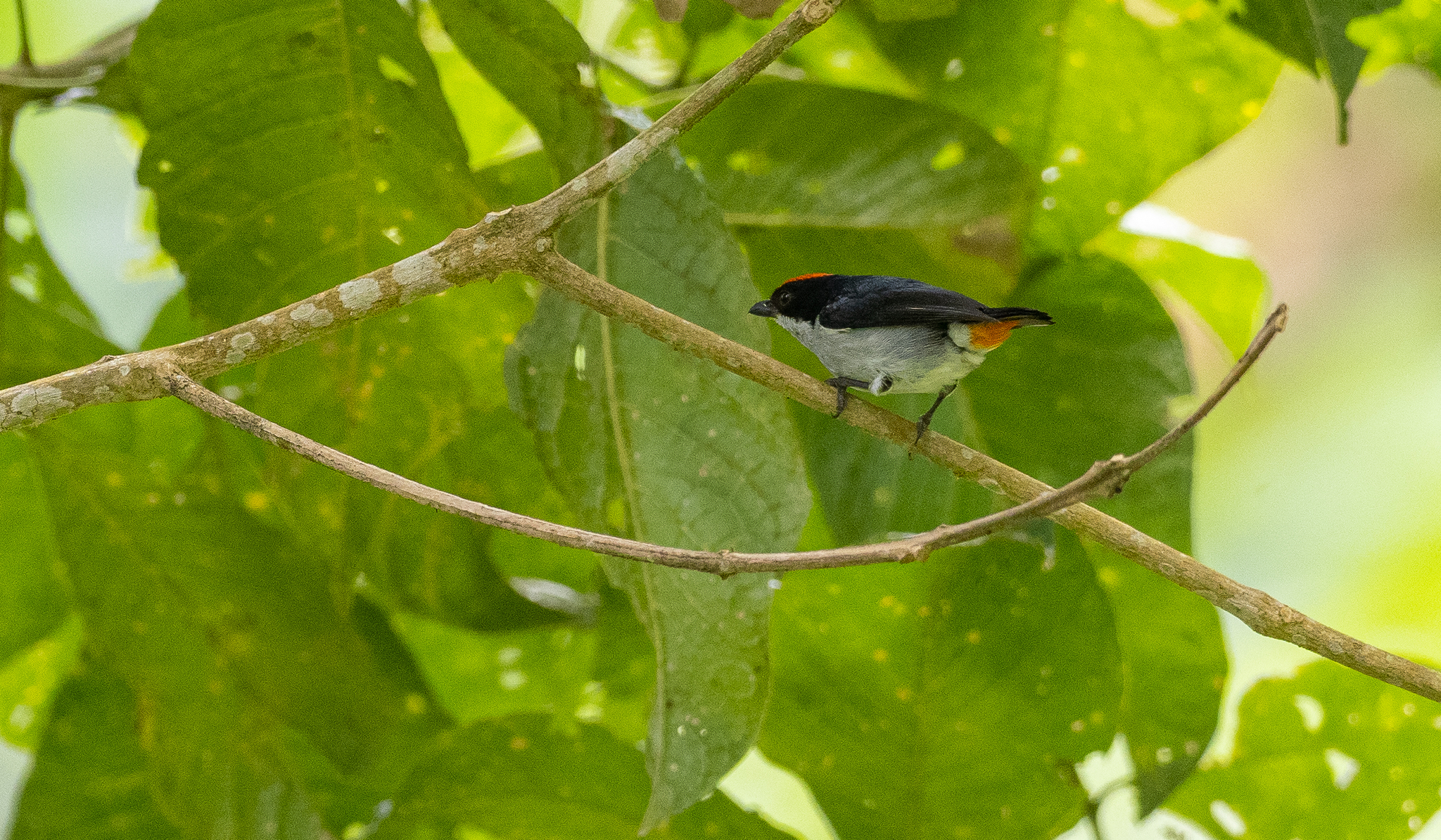 Flame-crowned Flowerpecker (Dicaeum kampalili), photo 3