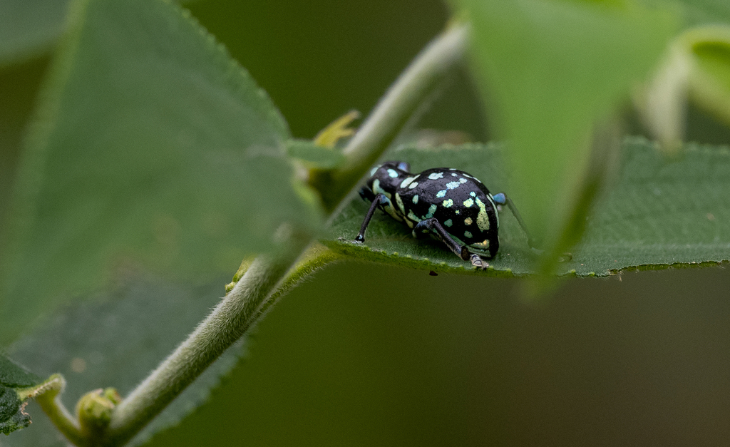 Polycatus