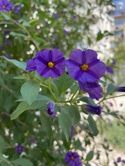 Lycianthes rantonnetii