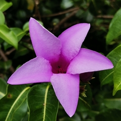 Cryptostegia grandiflora