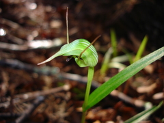 Pterostylis agathicola
