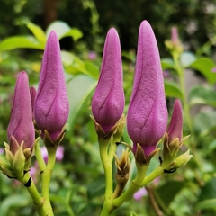 Cryptostegia grandiflora