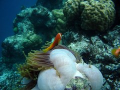 Amphiprion nigripes