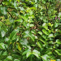 Cryptostegia grandiflora