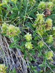 Sideritis hyssopifolia