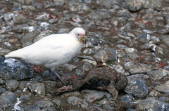 Chionis albus