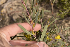 Hibbertia subvaginata