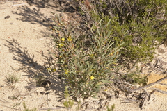Hibbertia subvaginata