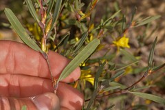 Hibbertia subvaginata