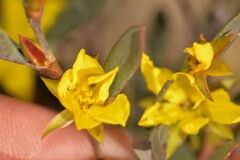 Hibbertia subvaginata