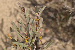 Hibbertia subvaginata