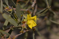 Hibbertia subvaginata