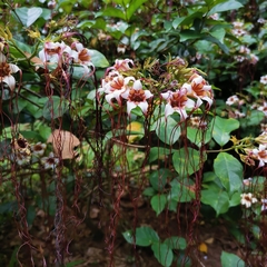 Strophanthus preussii