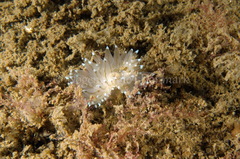 Antiopella cristata