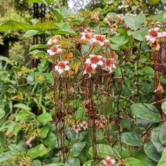 Strophanthus preussii