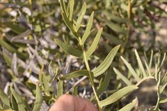 Banksia chamaephyton