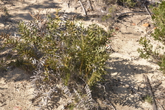 Banksia chamaephyton