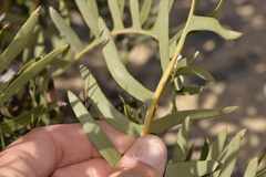 Banksia chamaephyton