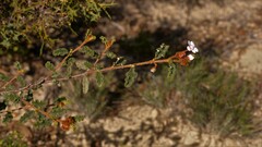 Androcalva pulchella