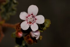 Androcalva pulchella