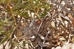 Banksia chamaephyton