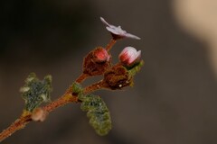 Androcalva pulchella