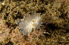 Antiopella cristata