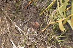 Banksia chamaephyton