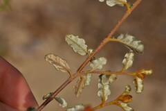 Androcalva pulchella