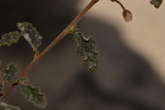 Androcalva pulchella