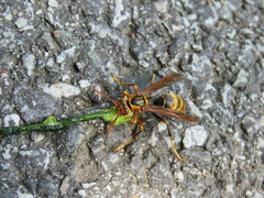 Polistes rothneyi
