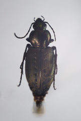 Agonum impressum