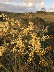 Acacia hubbardiana