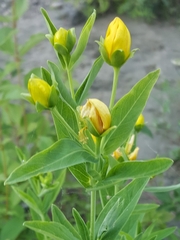 Hypericum ascyron