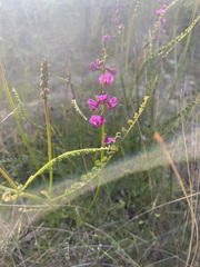 Swainsona microphylla