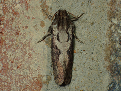 Acrolophus popeanella