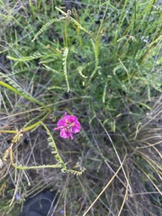 Swainsona microphylla