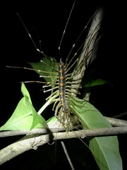 Thereuopoda clunifera