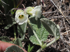 Hermannia geniculata