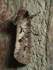 Acrolophus popeanella