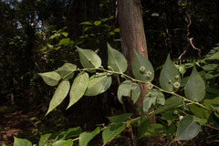Gaultheria leucocarpa