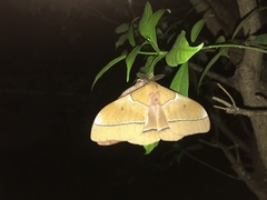 Gonimbrasia belina