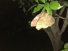 Gonimbrasia belina