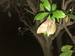 Gonimbrasia belina