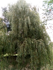 Salix × sepulcralis