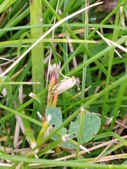 Agriphila straminella