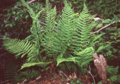 Coryphopteris nipponica