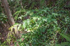 Gaultheria leucocarpa